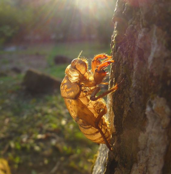 A Cicada Shell